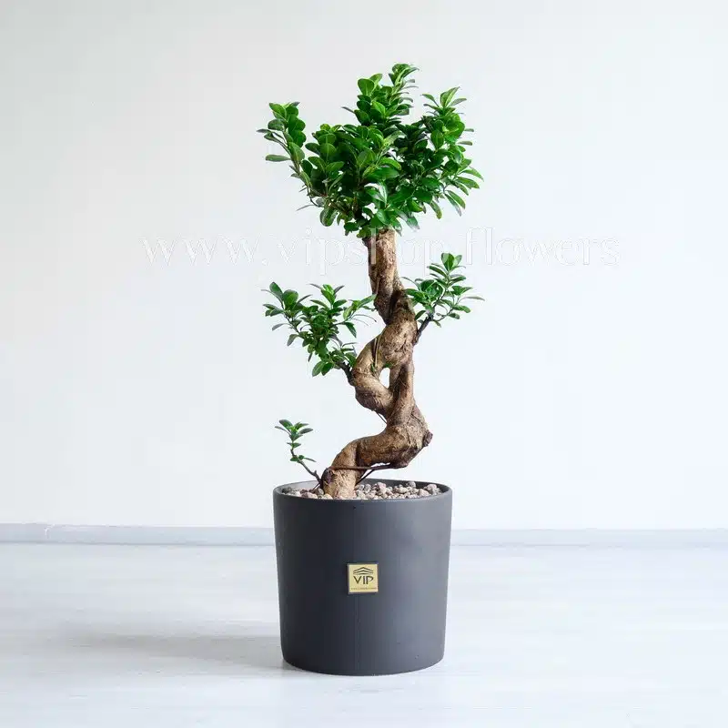 بونسای فیکوس اس بونسای فیکوس اس