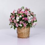 سبد فانتزی رز آلستر (13)