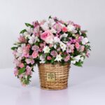 سبد فانتزی رز آلستر (3)