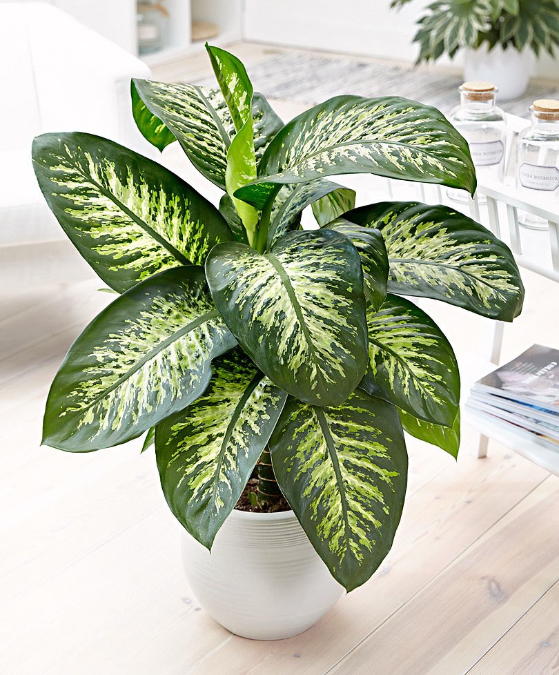 گل دیفن باخیا (Dieffenbachia)- گلفروشی آنلاین VIP Shop