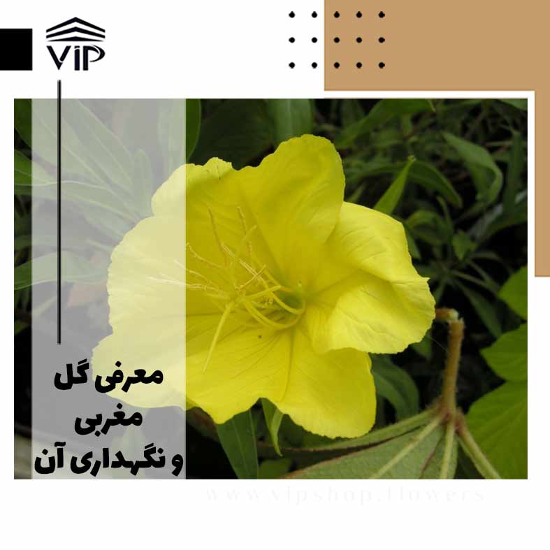 مغربي-گلفروشی آنلاین VIP Shop