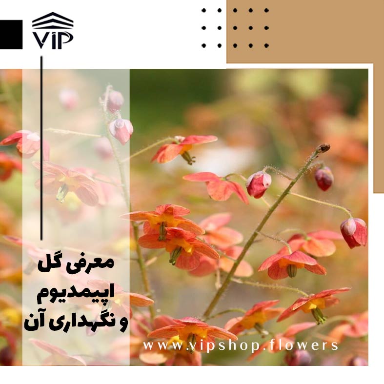 اپی مدیوم-گلفروشی آنلاین VIP Shop