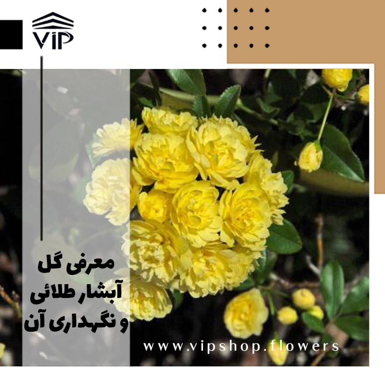 آبشار طلائی-گلفروشی آنلاین VIP Shop