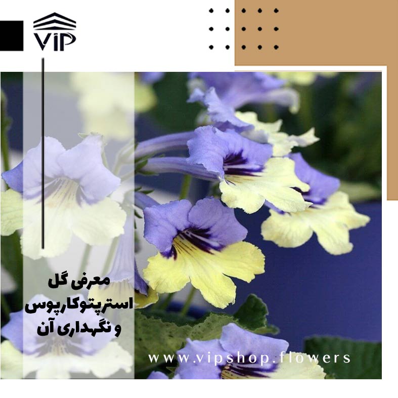 استرپتوکارپوس-گلفروشی آنلاین VIP Shop