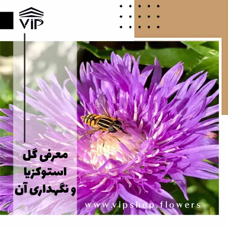 استوکزيا-گلفروشی آنلاین VIP Shop