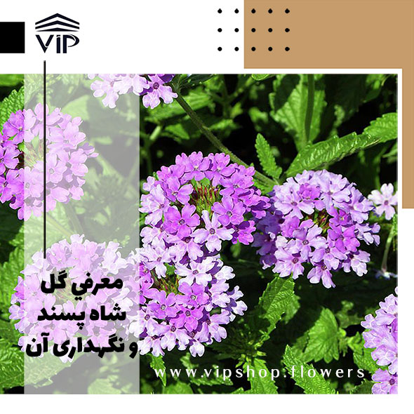 شاپسند دایمی-گلفروشی آنلاین VIP Shop