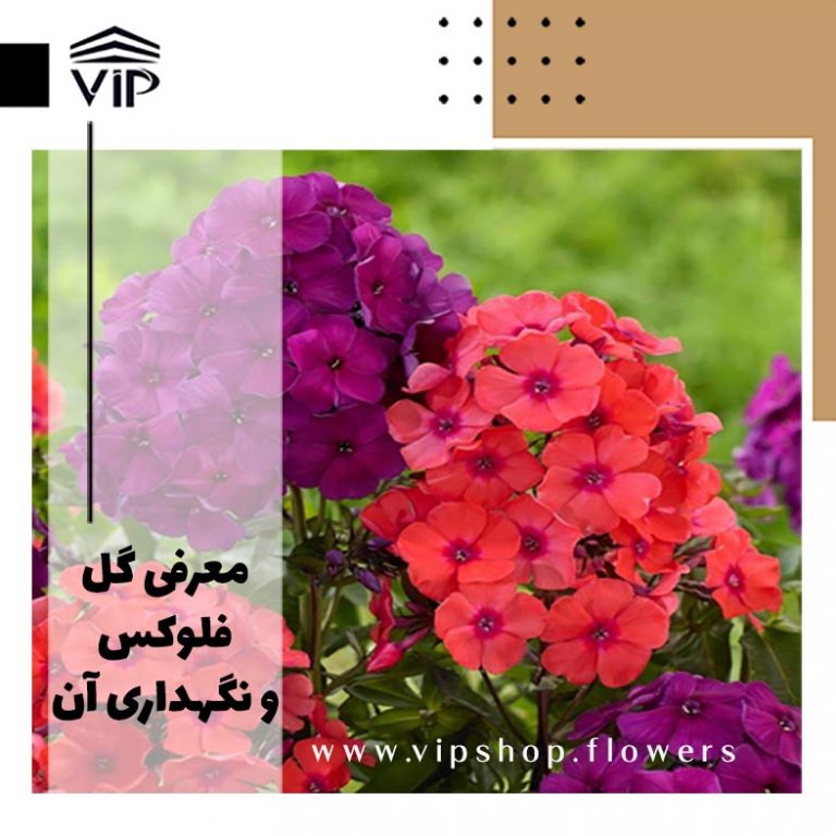 فلوکس-گلفروشی آنلاین VIP Shop