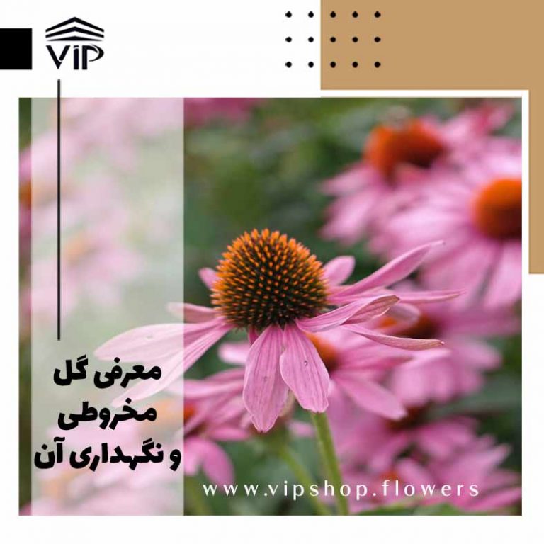 مخروطی-گلفروشی آنلاین VIP Shop