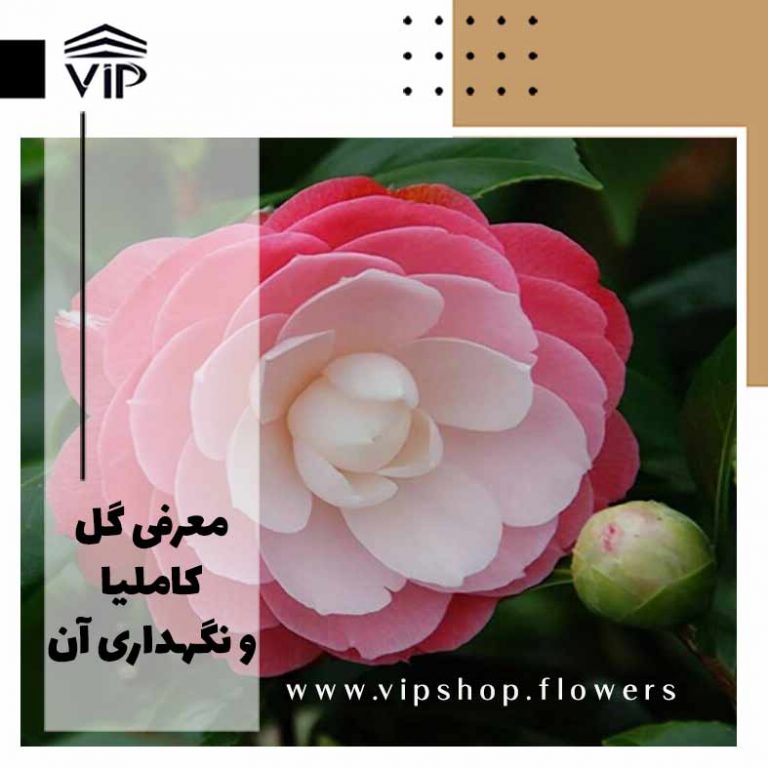 کاملیا-گلفروشی آنلاین VIP Shop