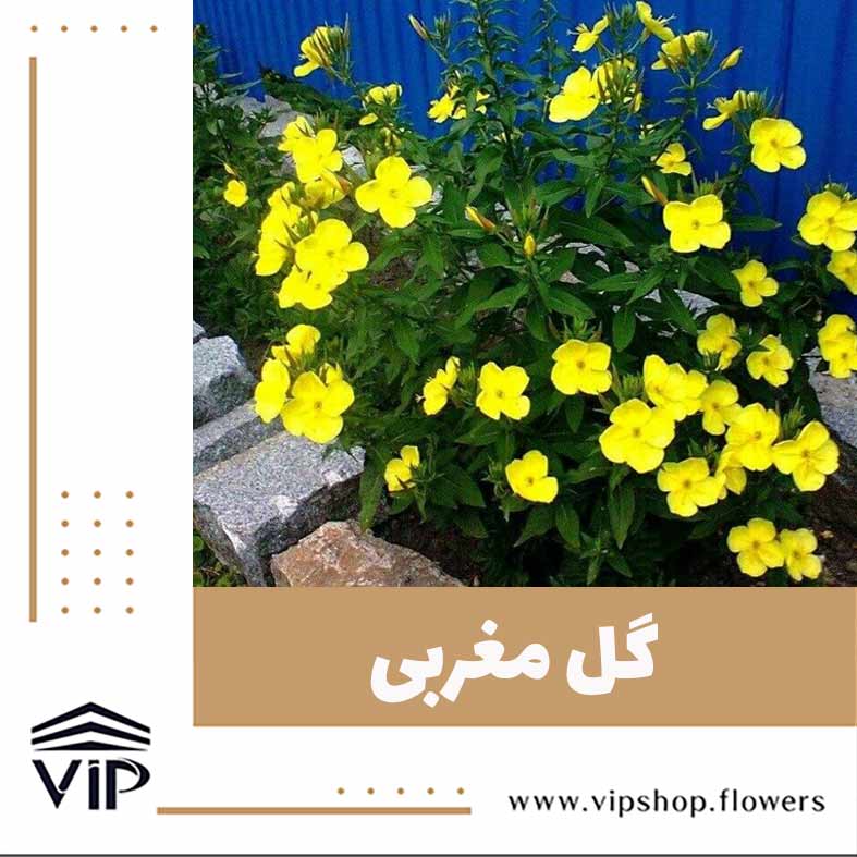 گل مغربی - گلفروشی آنلاین VIP Shop