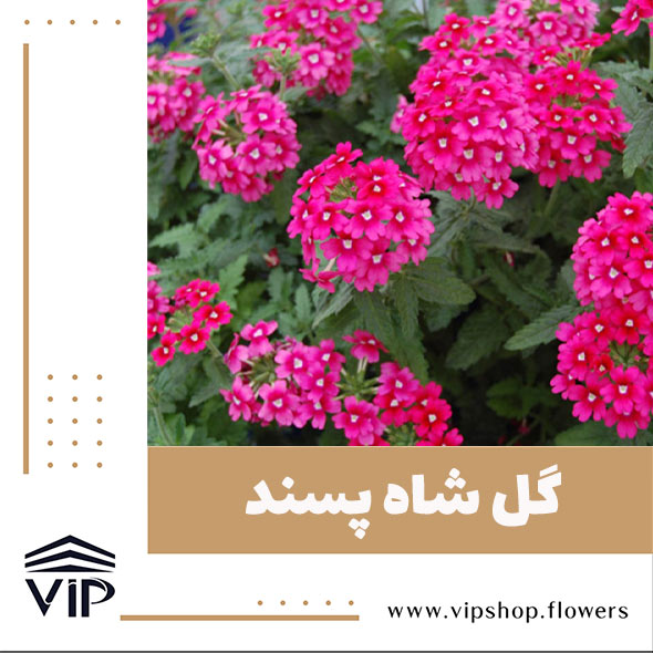 گل شاه پسند - گلفروشی آنلاین VIP Shop