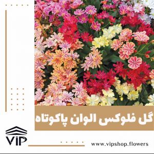 گل فلوکس - گلفروشی آنلاین VIP Shop