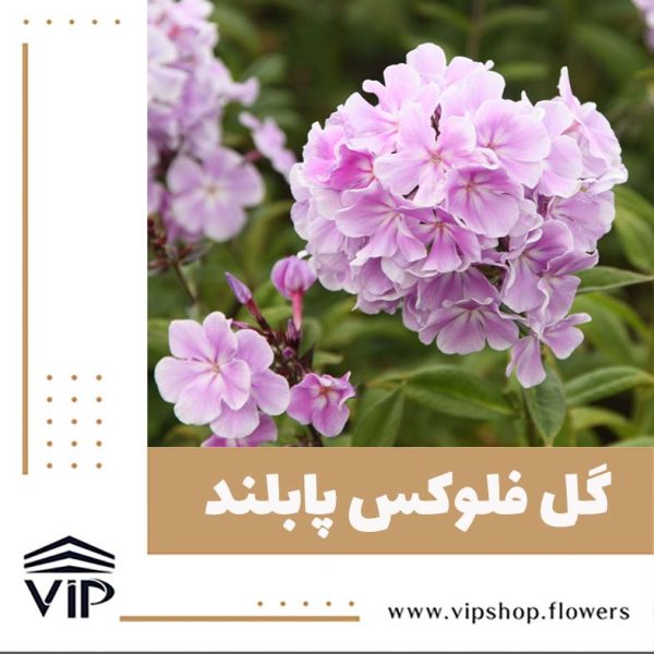 گل فلوکس - گلفروشی آنلاین VIP Shop