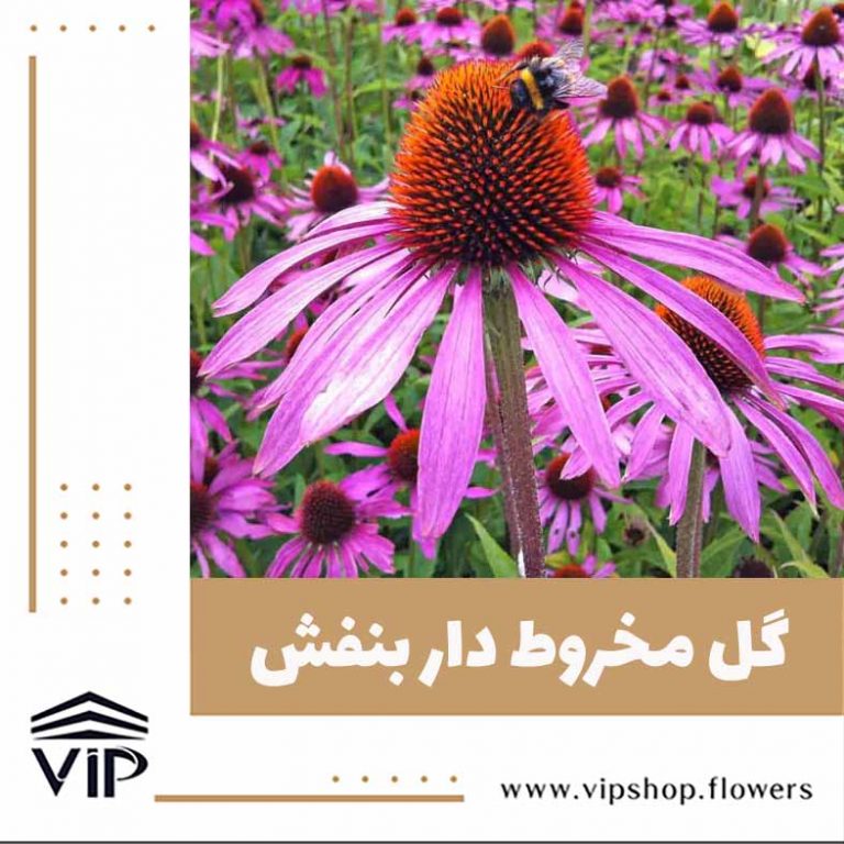 گل مخروطی - گلفروشی آنلاین VIP Shop