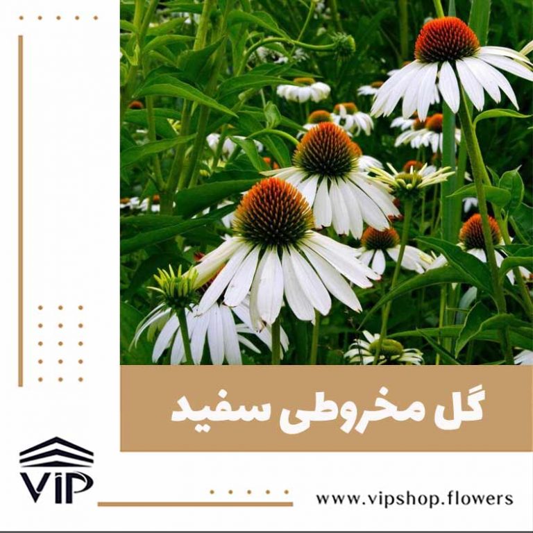 گل مخروطی - گلفروشی آنلاین VIP Shop