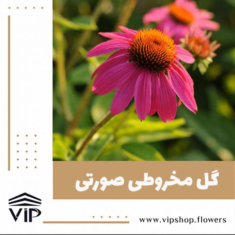 گل مخروطی - گلفروشی آنلاین VIP Shop