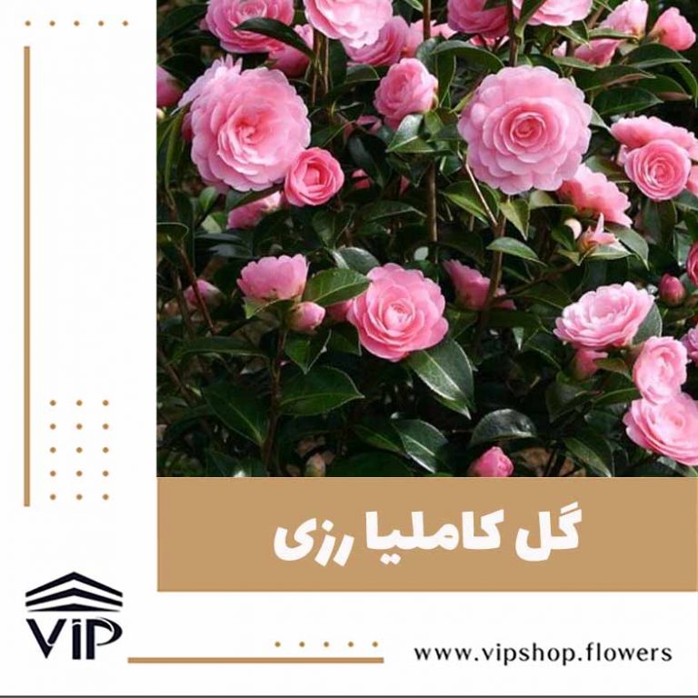 گل کاملیا - گلفروشی آنلاین VIP Shop