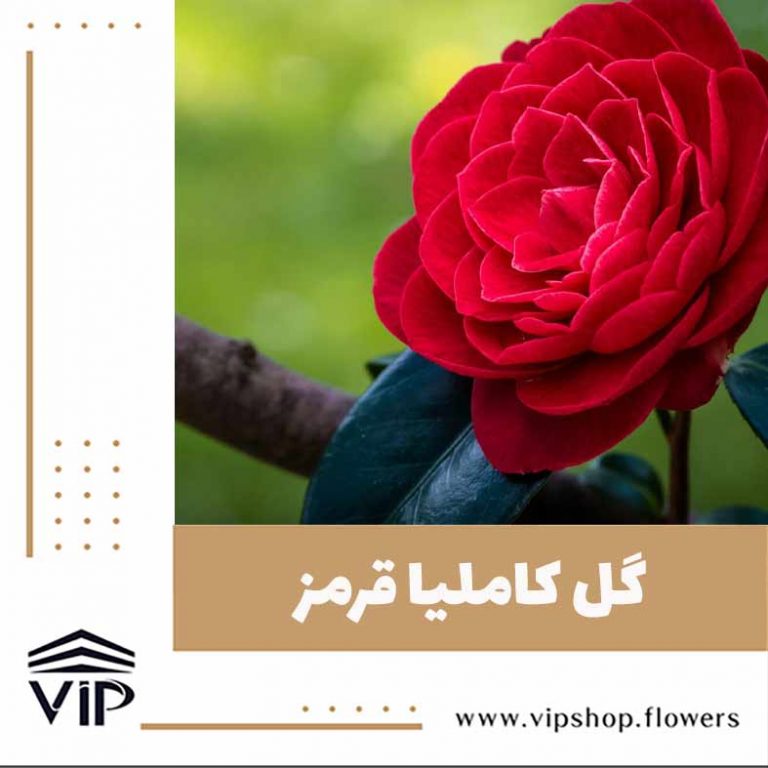گل کاملیا - گلفروشی آنلاین VIP Shop