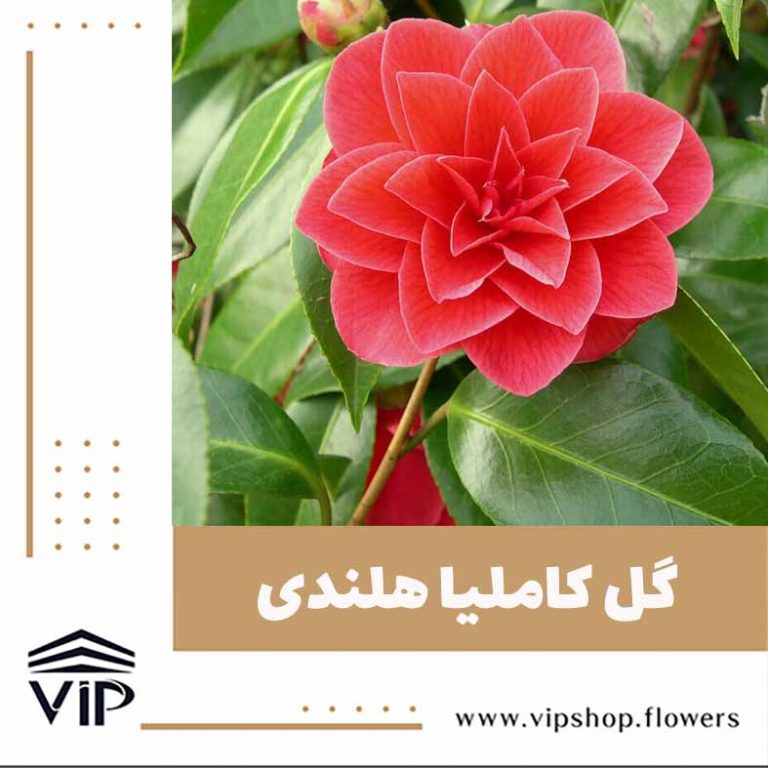گل کاملیا - گلفروشی آنلاین VIP Shop