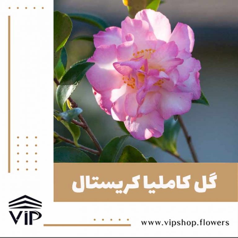 گل کاملیا - گلفروشی آنلاین VIP Shop