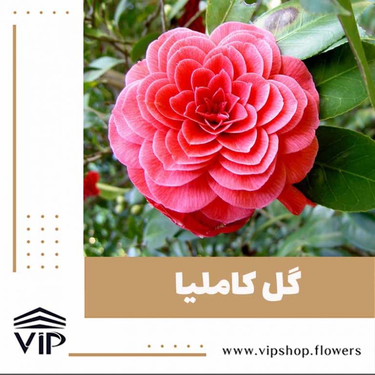 گل کاملیا - گلفروشی آنلاین VIP Shop