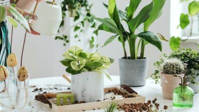 شرایط رشد گیاهان آپارتمانی