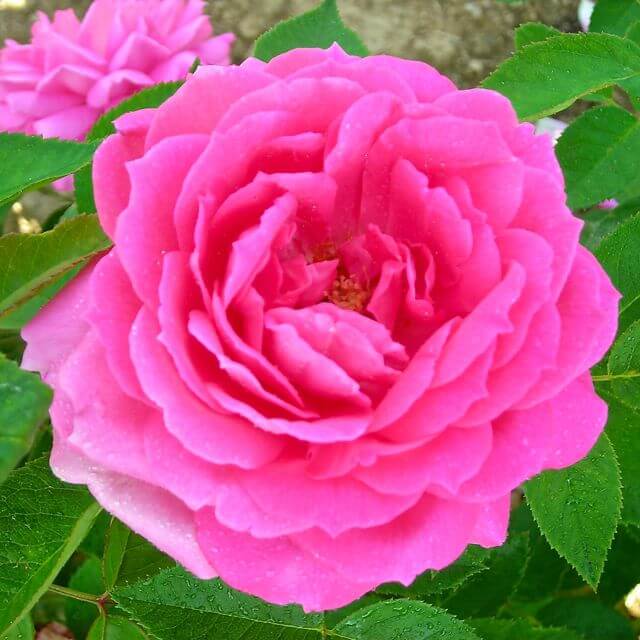 comtesse de rose گل چای