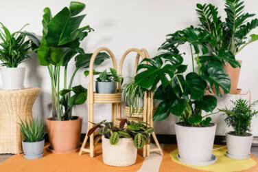 شکل گیاهان آپارتمانی- گلفروشی آنلاین VIP Shop