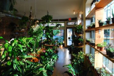 گیاهان آپارتمانی- کلفروشی آنلاین VIP shop
