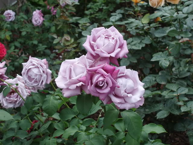 رز دورگه -vipshop.flowers