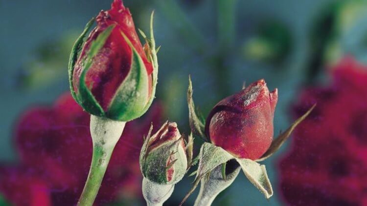 سفیدک پودری-بیماری های گل رز