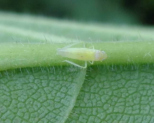 زنجره های رز (Rose Leafhopper) -بیماری های گل رز