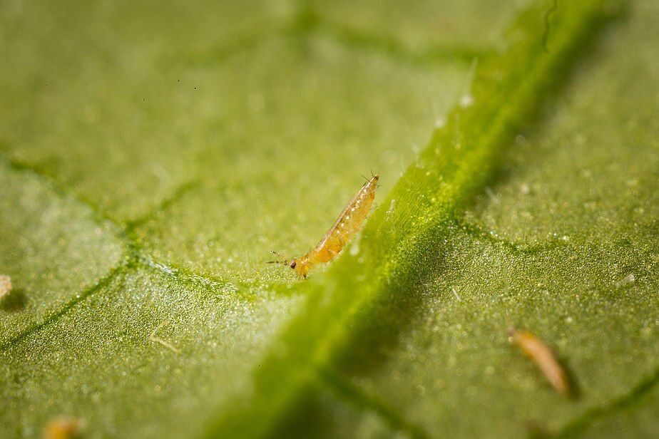 تریپس گل (Flower Thrips) -بیماری های گل رز