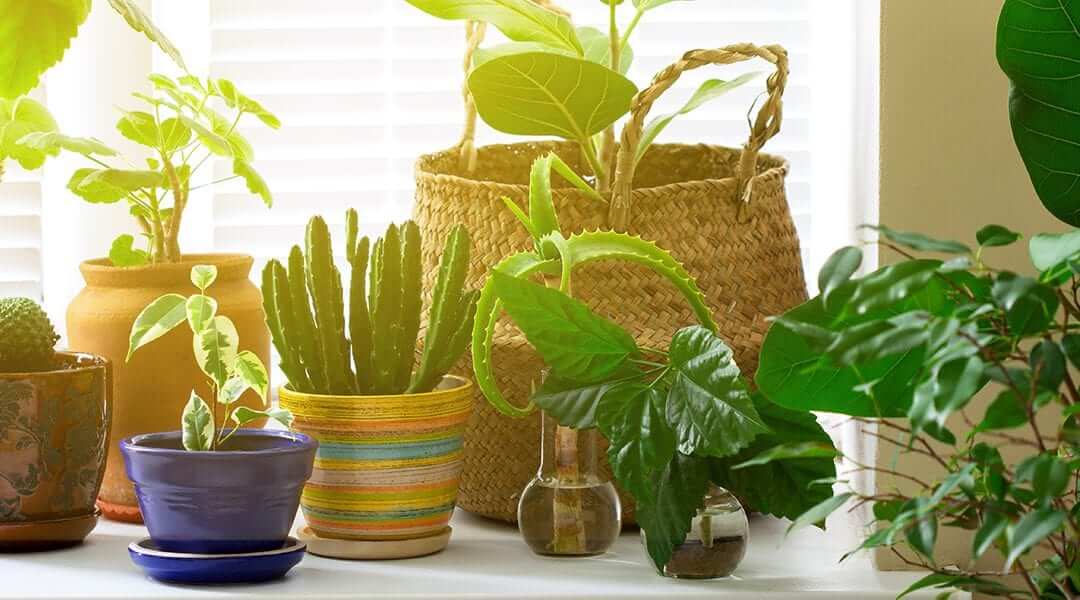 گیاهان آپارتمانی چه قدر به نور احتیاج دارند؟ | گل فروشی آنلاین VIP Shop