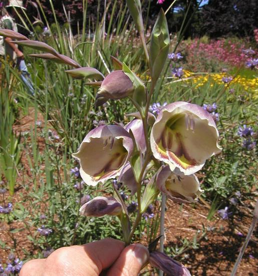 papilio gladiolus