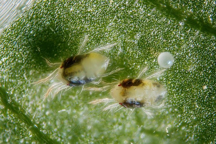 کنه تار عنکبوتی دو نقطه (Two Spotted Spider Mite) -بیماری های گل رز