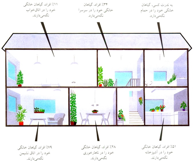 تعیین محل گیاهان در خانه- گلفروشی آنلاین VIP Shop