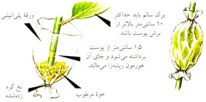 خواباندن هوایی- گلفروشی آنلاین VIP Shop
