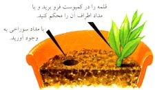 روش قلمه زنی از ساقه- گلفروش آنلاین VIP Shop