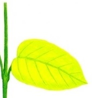 زردی برگ ها-گلفروشی-آنلاین-VIP-Shop