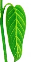 پژمرده شدن برگها-گلفروشی-آنلاین-VIP-Shop
