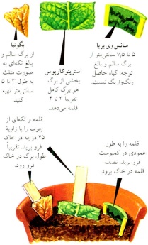 قلمه بخشی از برگ- گلفروشی آنلاین VIP Shop