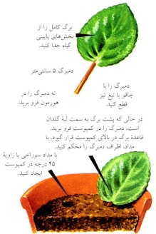 قلمه برگ کامل به اضافه دمبرگ- گلفروشی آنلاین VIP Shop