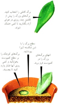 قلمه برگ کامل- گلفروشی آنلاین VIP shop