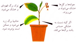 نشانه های خطر بالا بودن رطوبت- گلفروشی آنلاین VIP Shop