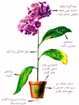 نشانه های نامطلوب در هنگام خرید گلدان- گلفروشی آنلاین VIP Shop