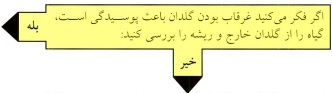 پوسیدگی ریشه- گلفروشی آنلاین VIP Shop