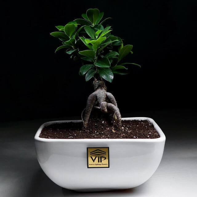 گیاه بونسای-vipshop.flowers