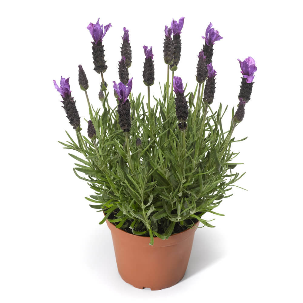 گیاه اسطوخودوس