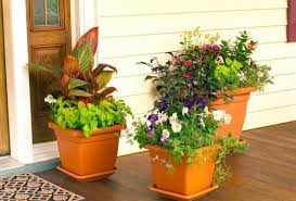 نکاتی کلیدی و کاربردی برای علاقه مندان به خرید گل آپارتمانی- گلفروشی آنلاین VIP Shop